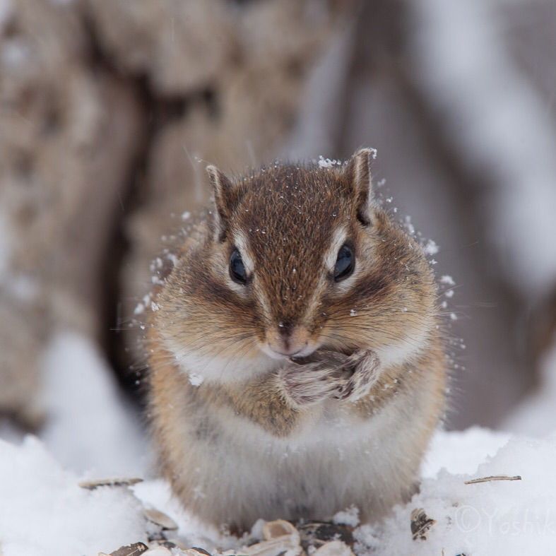 ネコのみみ リスのみみ いつもの山のエゾシマリス君