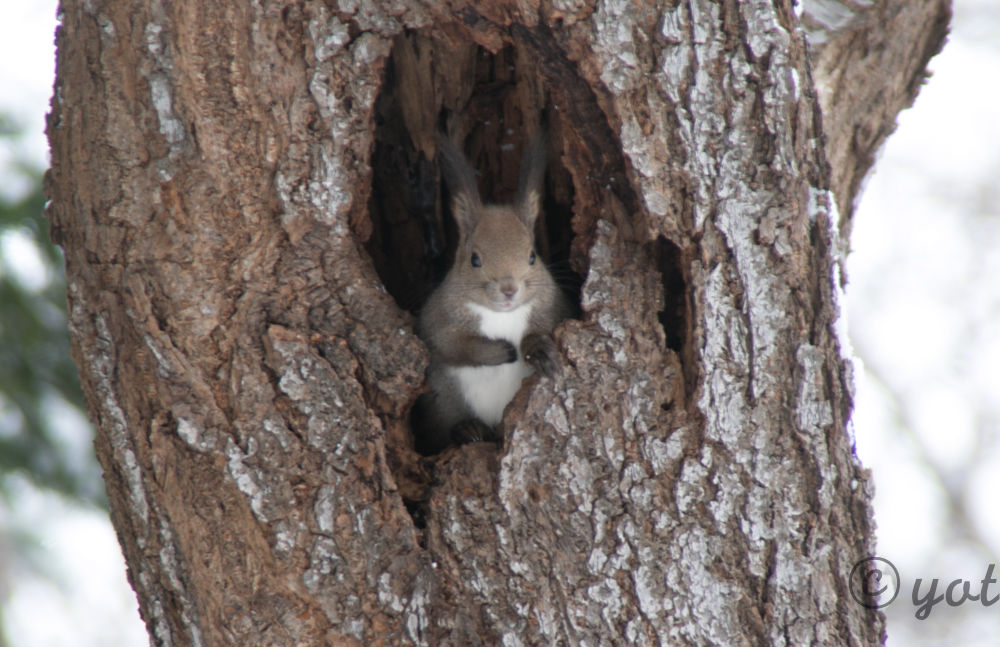 ネコのみみ リスのみみ エゾリスさんの巣穴