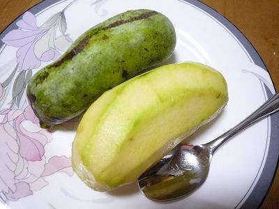 幻の果物 ポポー お気らっきーでいこう