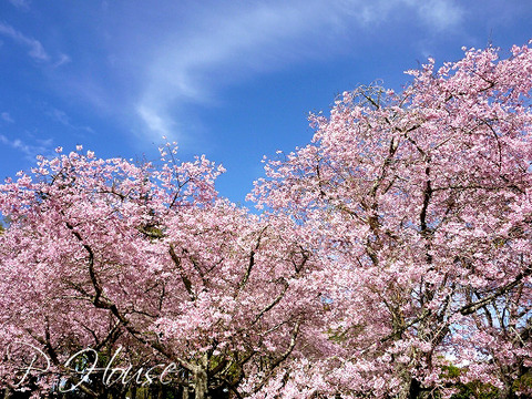 s-1209259 copy