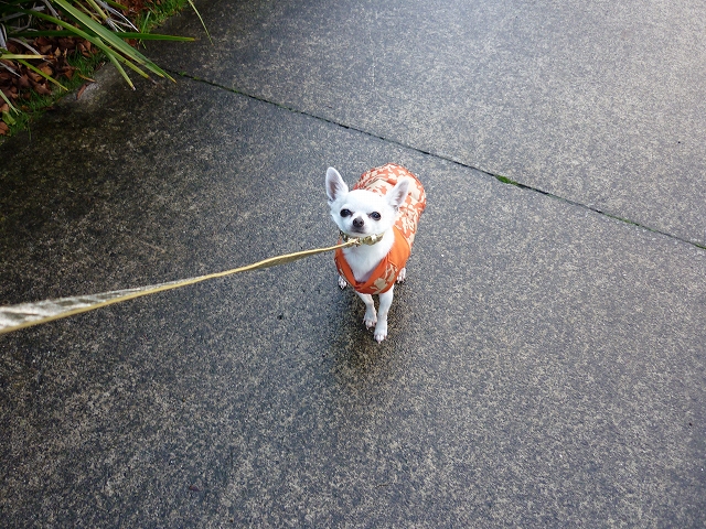 極上のワガママ P House Powered By ライブドアブログ 極上のワガママ P House Powered By ライブドアブログ