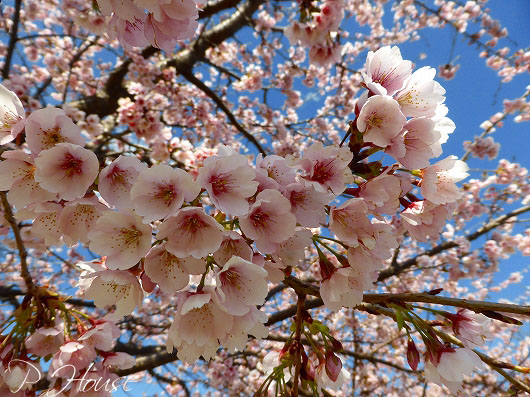 s-17030591 copy