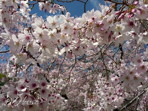 s-1508064 copy