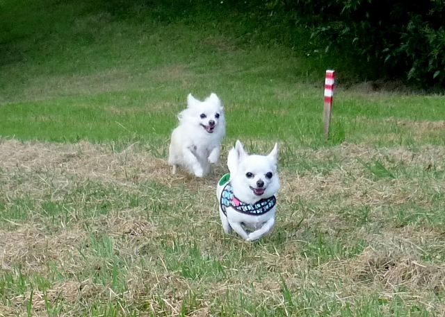 s-1003147 - Copy - コピー