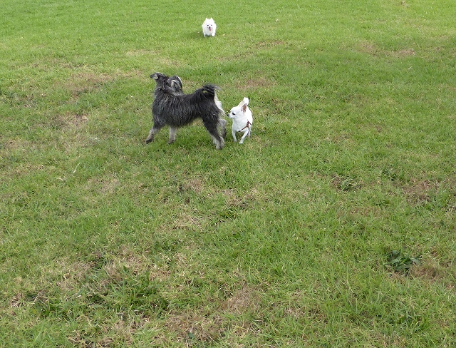 ソニック おいでー P House Powered By ライブドアブログ