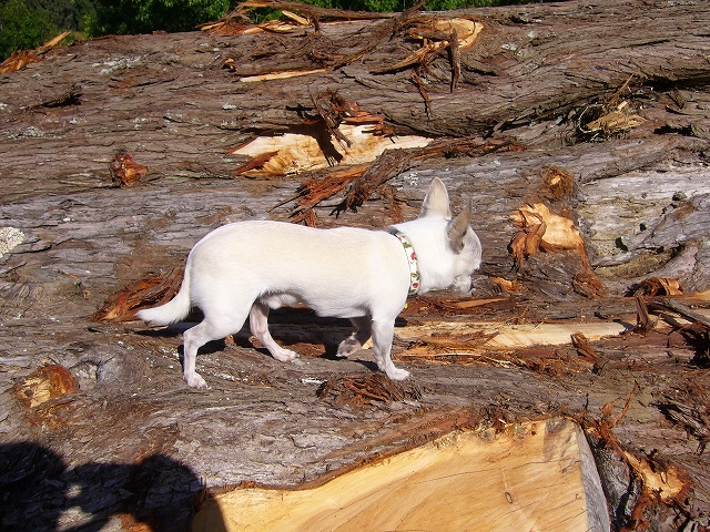 s-P1210451