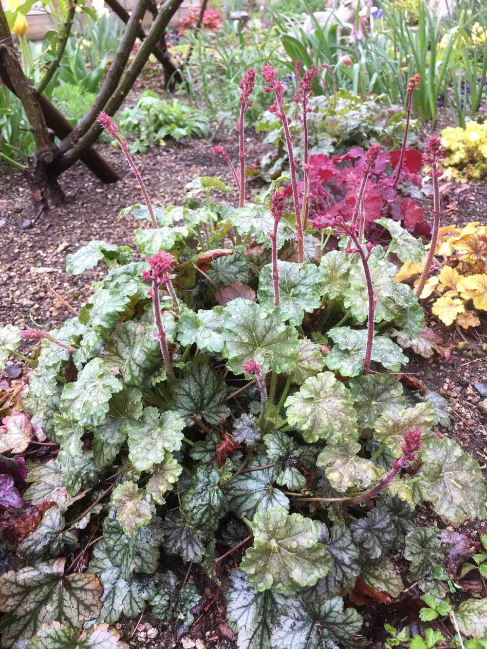 ヒューケラたちもつぼみがいっぱい ガーデニングビギナーが始めるゆる い庭ライフ