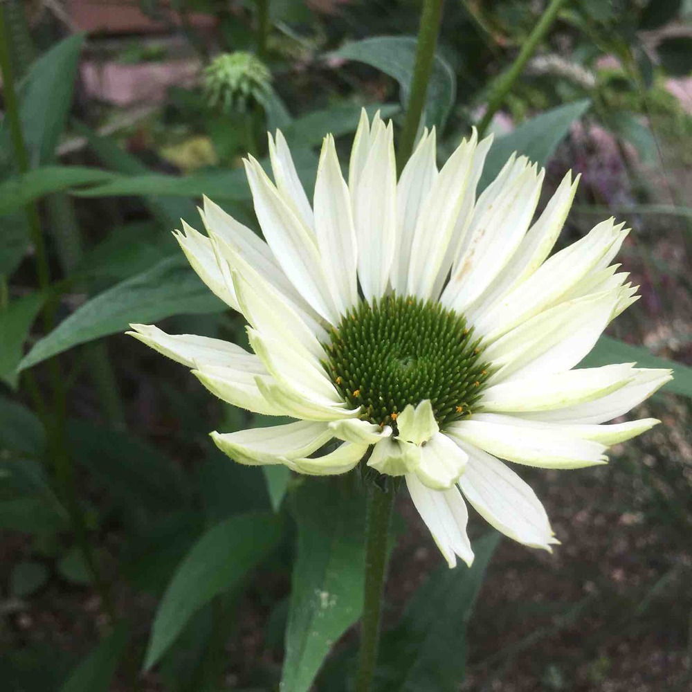 1年目の宿根草 エキナセア編 ガーデニングビギナーが始めるゆる い庭ライフ 1年目の宿根草 エキナセア編 ガーデニングビギナーが始めるゆる い庭ライフ