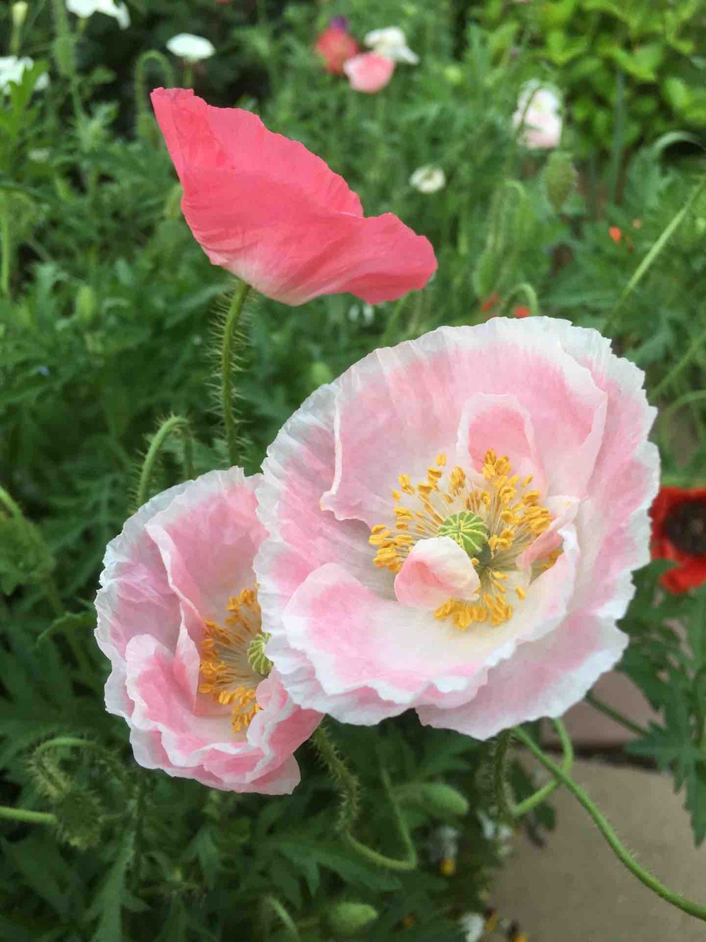 繋ぎたいな八重ポピー ガーデニングビギナーが始めるゆる い庭ライフ