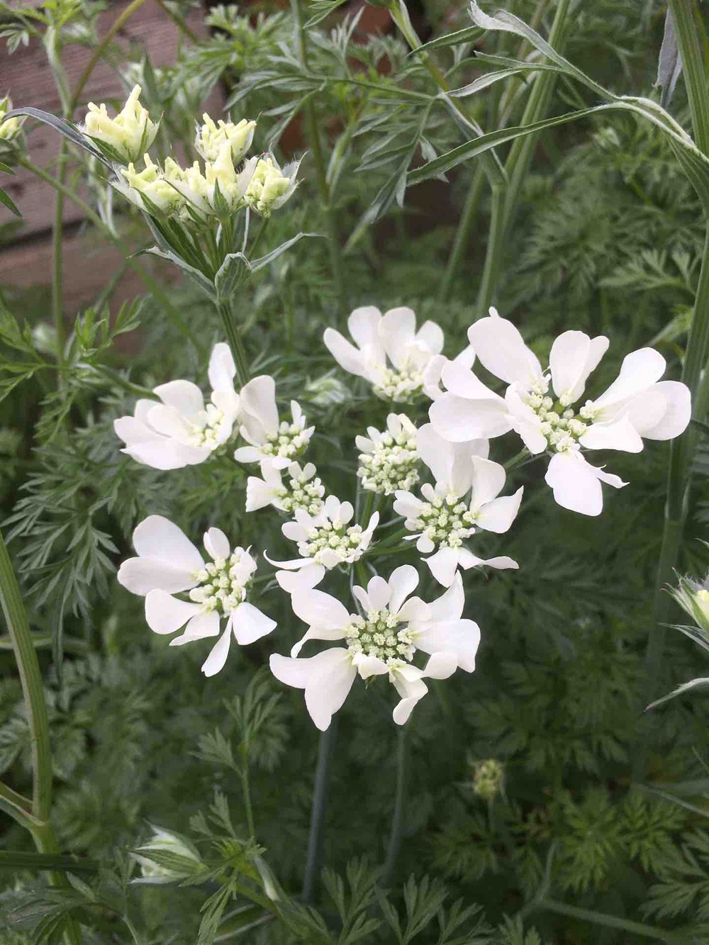 オルレアの花が咲いたよ ガーデニングビギナーが始めるゆる い庭ライフ