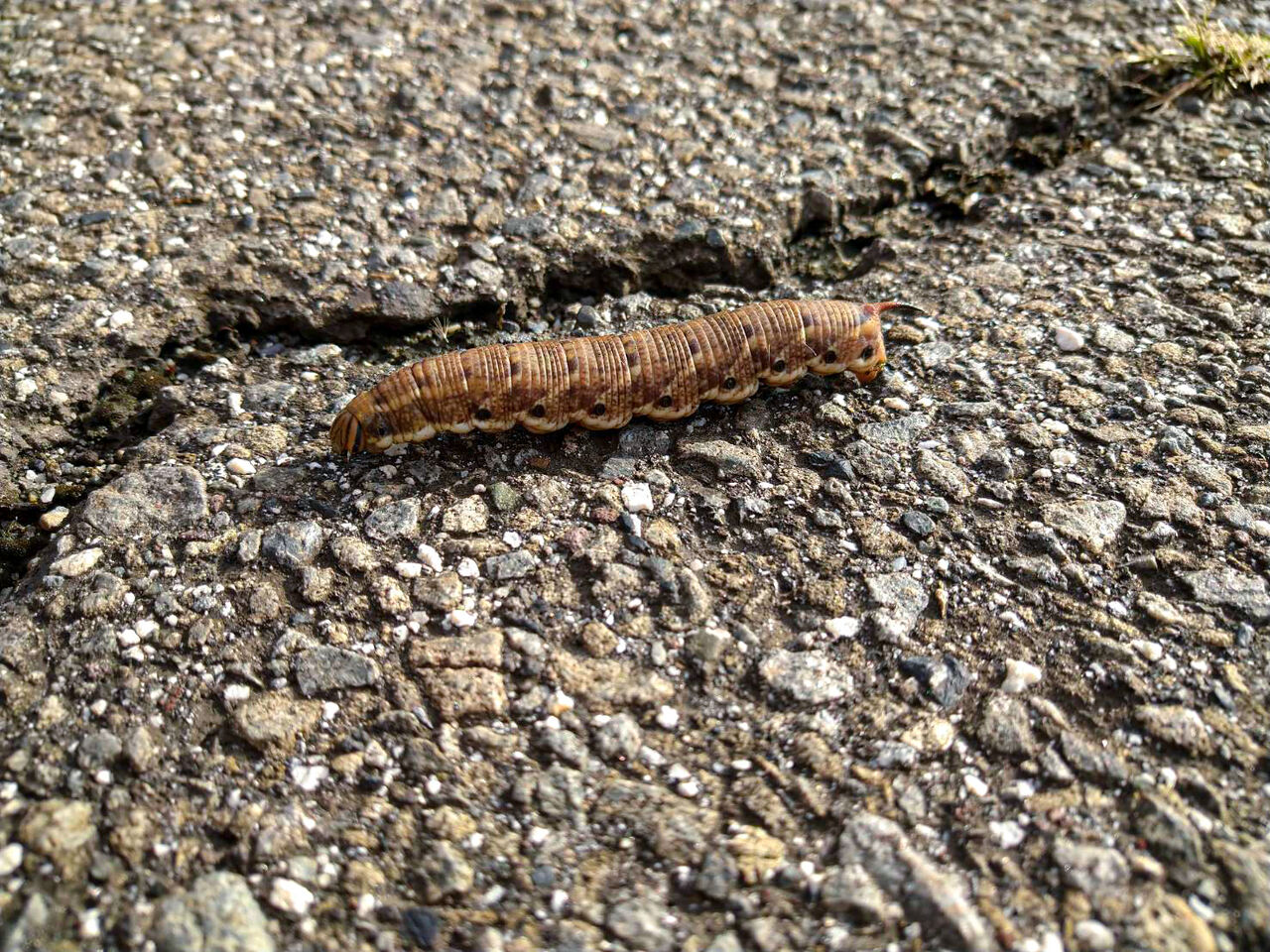 おおきいガの幼虫 流浪のポンチ絵描き 有野篤のしぶりばらしるぶぷれ