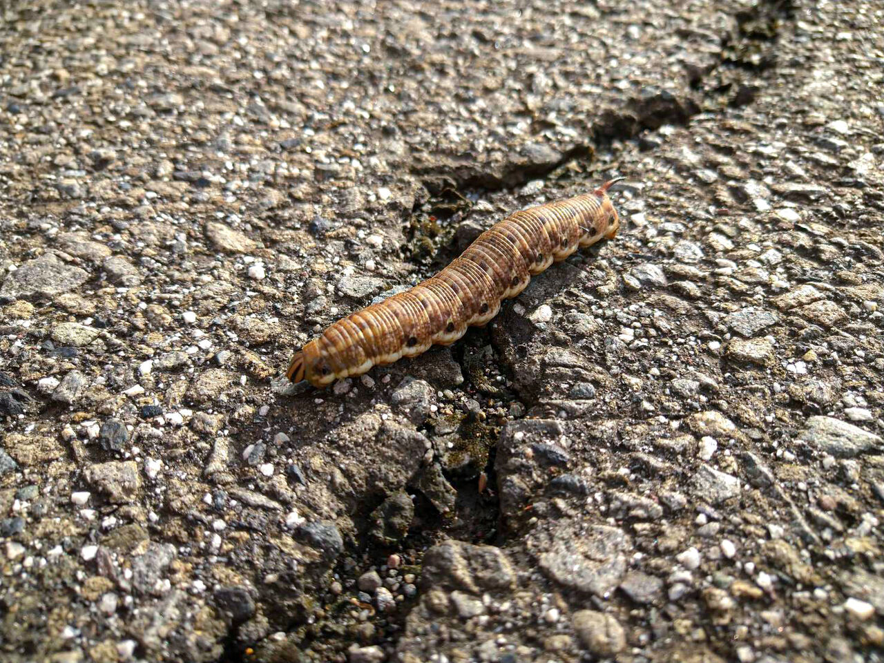 おおきいガの幼虫 流浪のポンチ絵描き 有野篤のしぶりばらしるぶぷれ