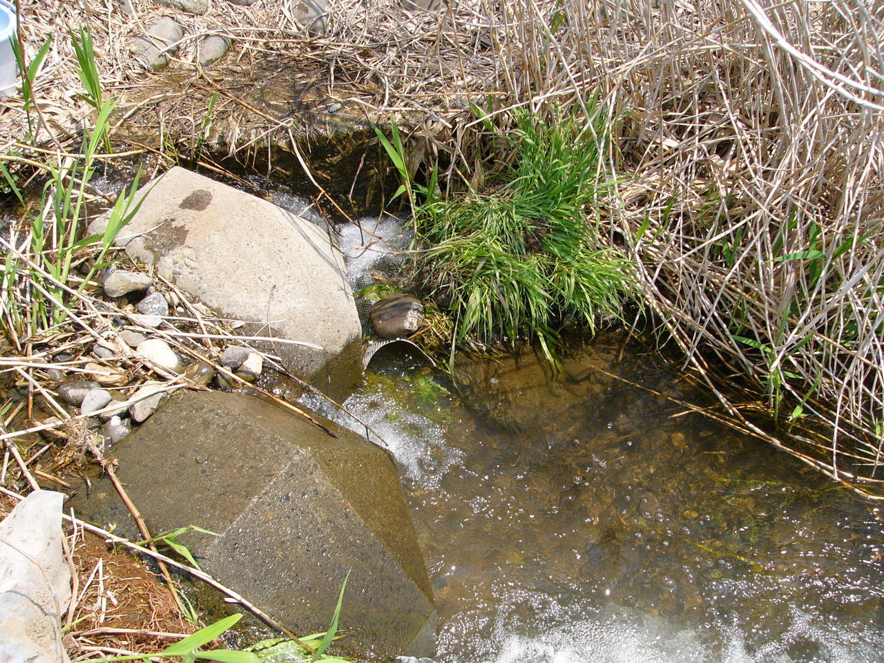 淡水で一番旨いと思う魚 Punipuni Milkyのblog