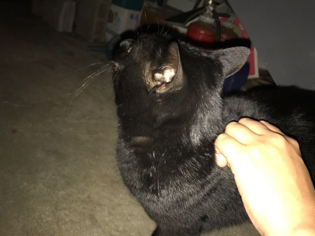 黒猫クロちゃん : puntto diary