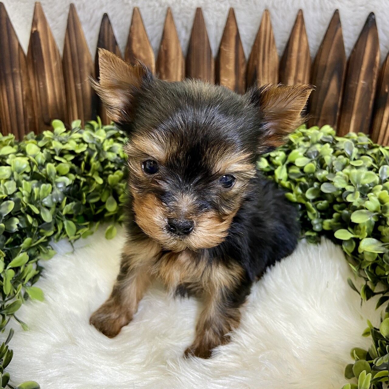 ヨークシャー テリア P Luxe パピー キティー 生体紹介 ヨークシャー テリア P Luxe パピー キティー 生体紹介