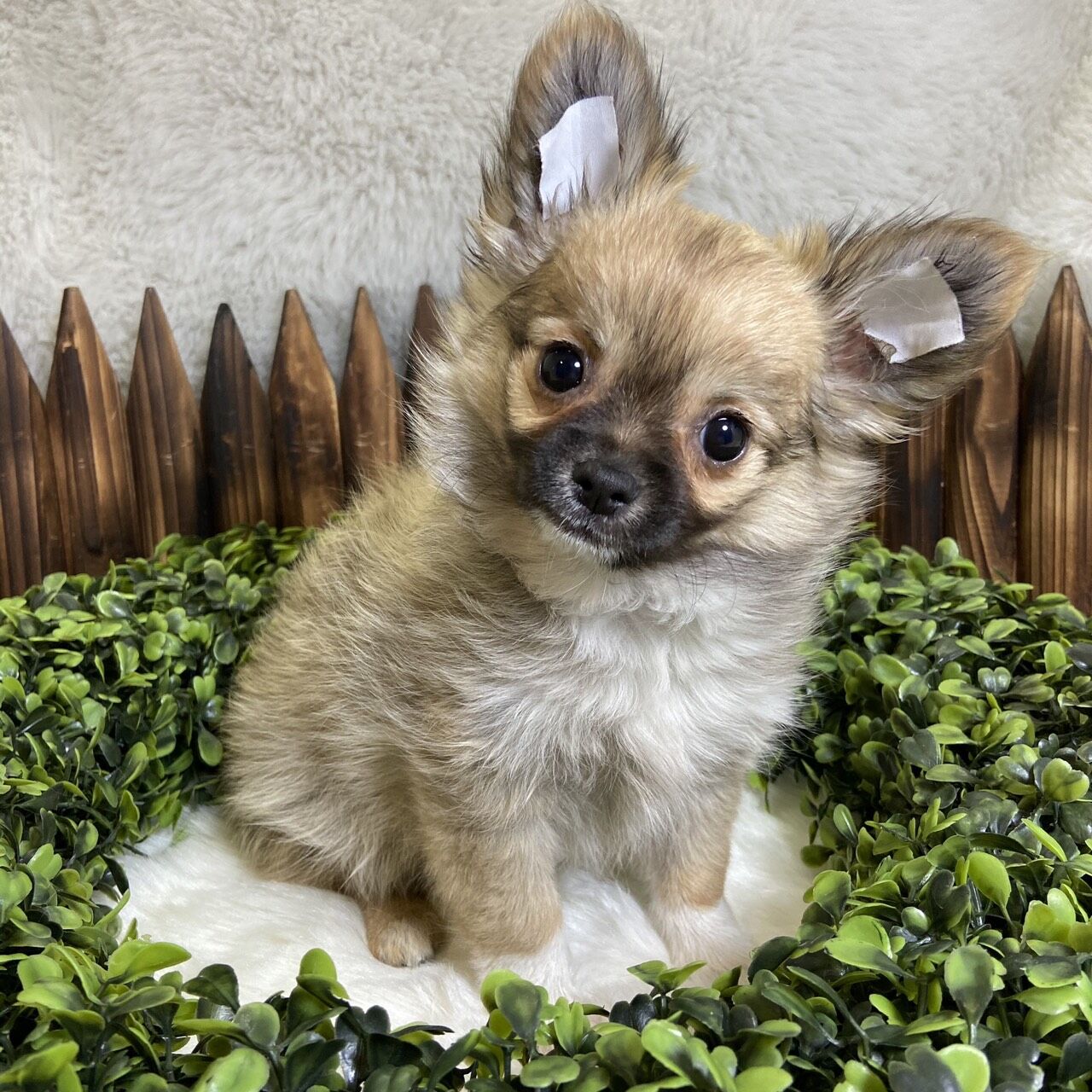 ロングコート チワワ P Luxe パピー キティー 生体紹介 ロングコート チワワ P Luxe パピー キティー 生体紹介