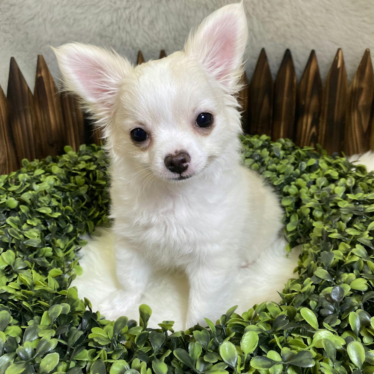 ロングコート チワワ P Luxe パピー キティー 生体紹介