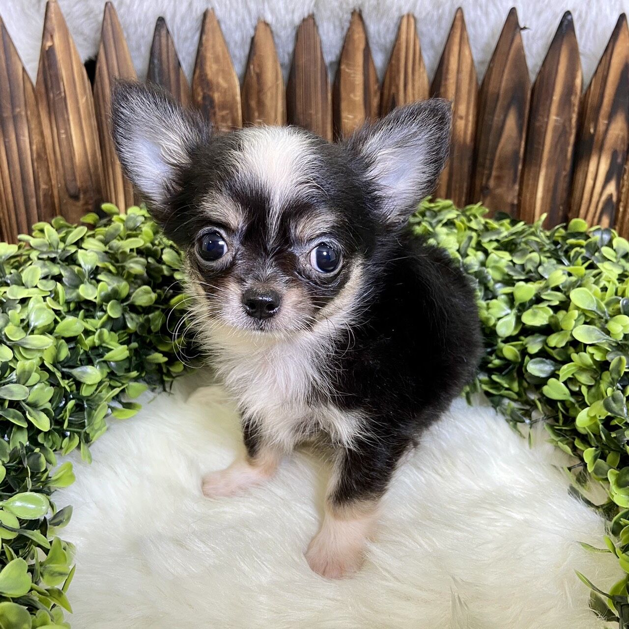 ロングコート チワワ P Luxe パピー キティー 生体紹介