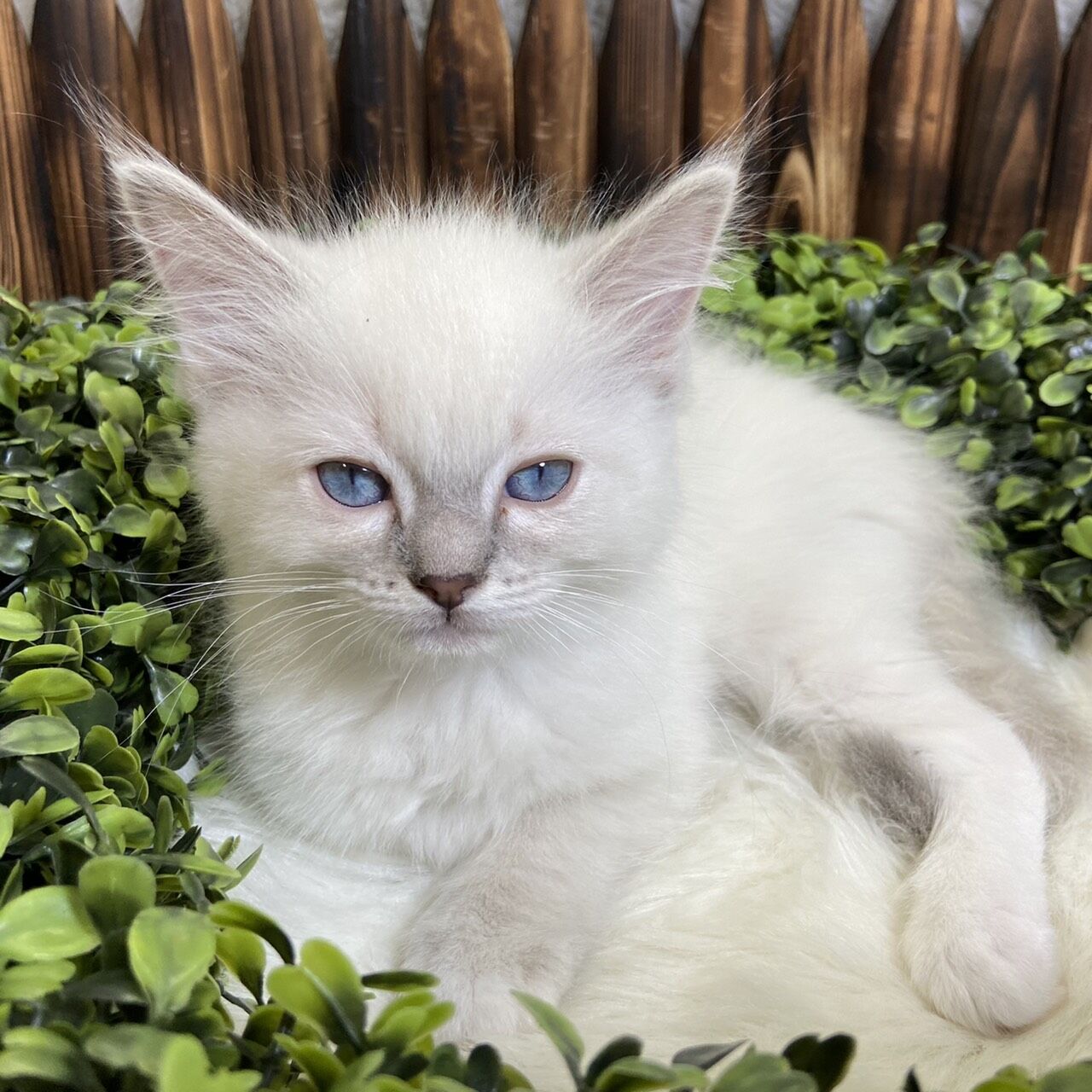 ラグドール P Luxe パピー キティー 生体紹介