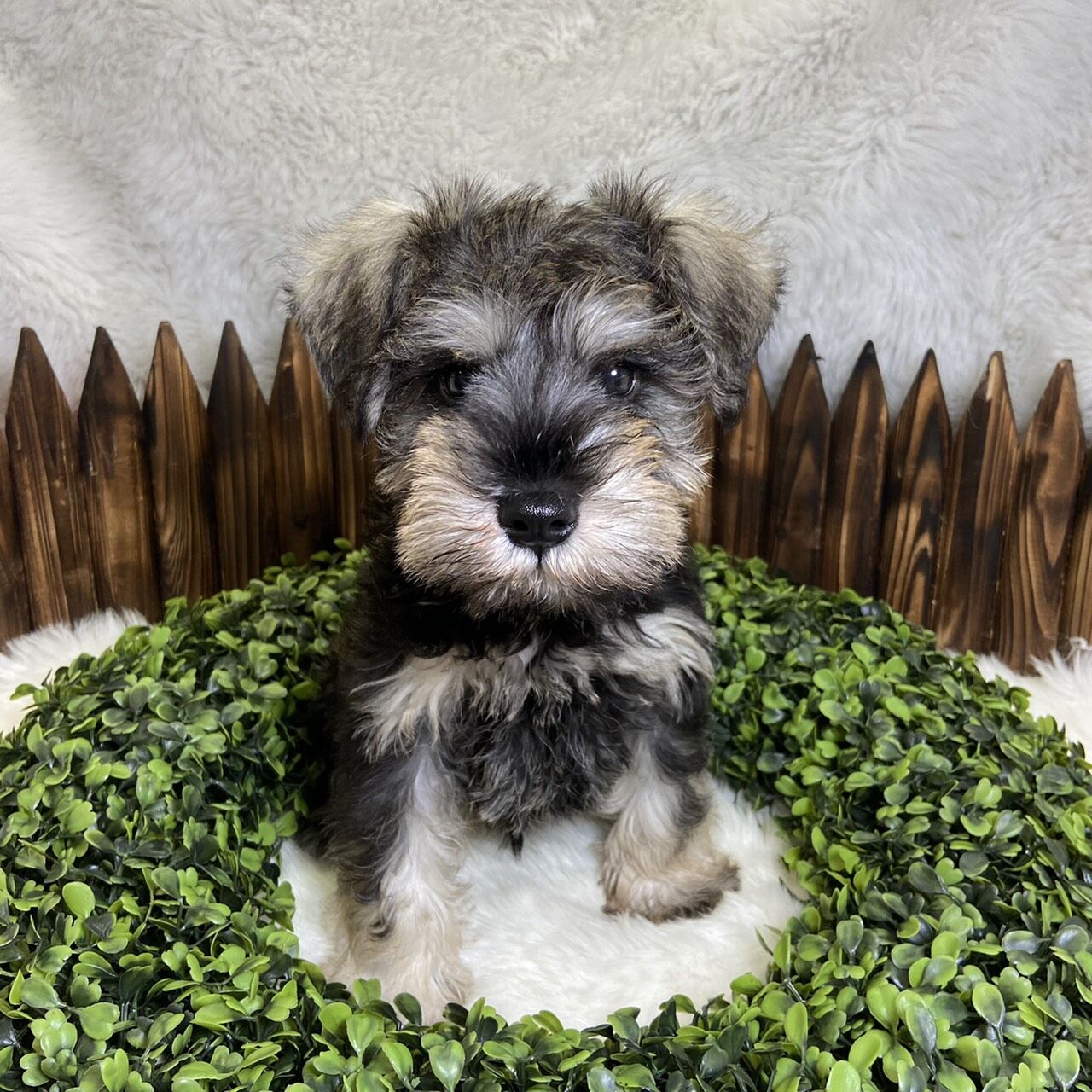 ミニチュア シュナウザー P Luxe パピー キティー 生体紹介