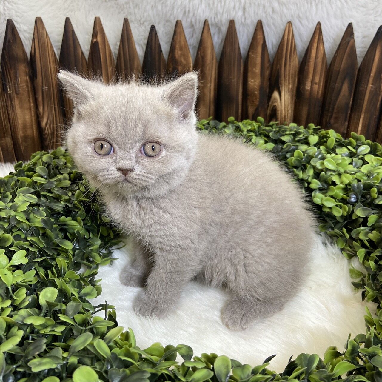 ブリティッシュ ショートヘア P Luxe パピー キティー 生体紹介