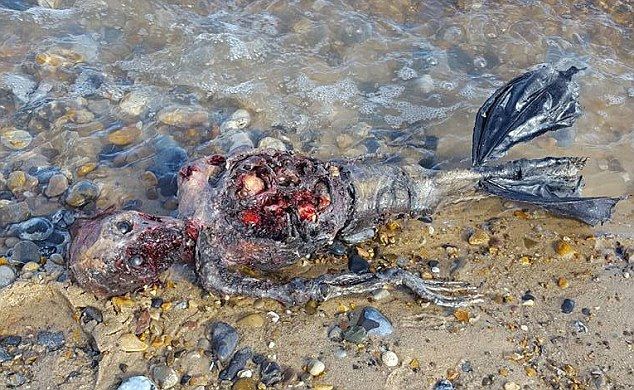 爆 速 報 ｕｍａ 人魚の死体が漂着 イギリスの海岸 画像あり Livedoor Blog ブログ