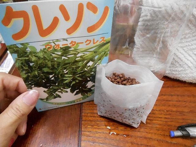 クレソン栽培記 1 Pure Heartみき Garden