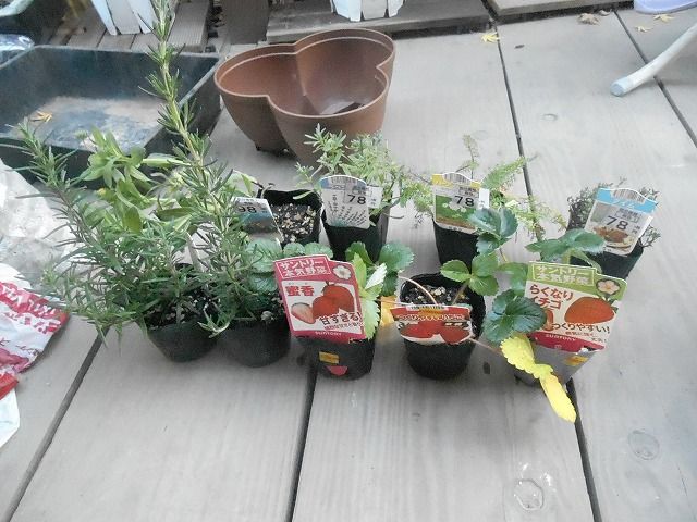 見切り品の苗 いっぱい買っちゃった Pure Heartみき Garden