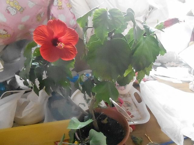 Pure Heartみき Garden みき