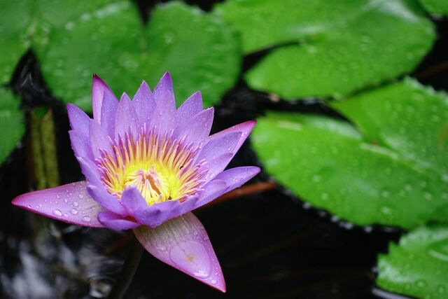 No 116 スリランカの景色 Pureco Magazine プレコマガジン