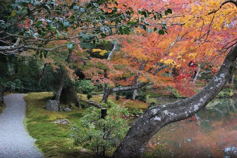 金閣寺の紅葉