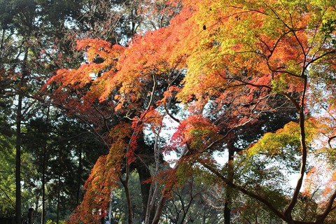 金閣寺と紅葉