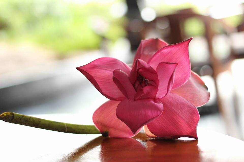 No スリランカの旅 バワ建築 Pureco Magazine プレコマガジン