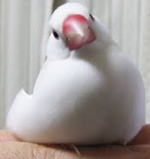 文鳥５