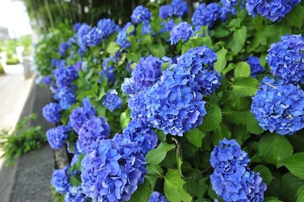 6月の夜の事 埼玉デリヘル プレジャーファクトリー スタッフブログ 6月の夜の事 埼玉デリヘル プレジャーファクトリー スタッフブログ