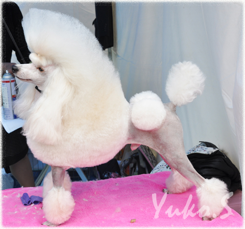 犬の美容室ピュアリー ピュアリープードルスクール