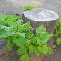 38bd8772.JPG