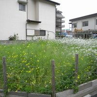 c666236d.JPG