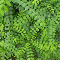 ee60d6c5.JPG