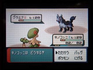 ポケモンER041グラエナ★