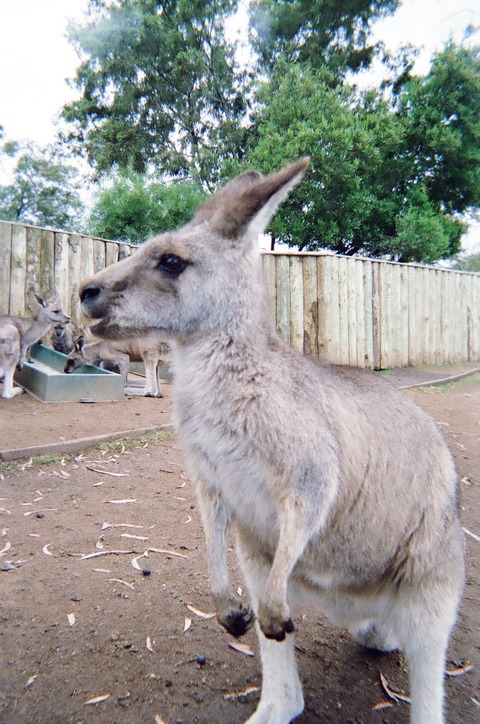 090カンガルー