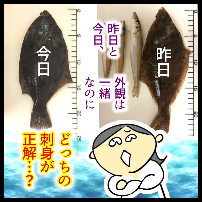 どっちが正解 釣りたてのカレイの刺身がなんかヘン おそがいチャンネル あらあら主婦の絵日記帳