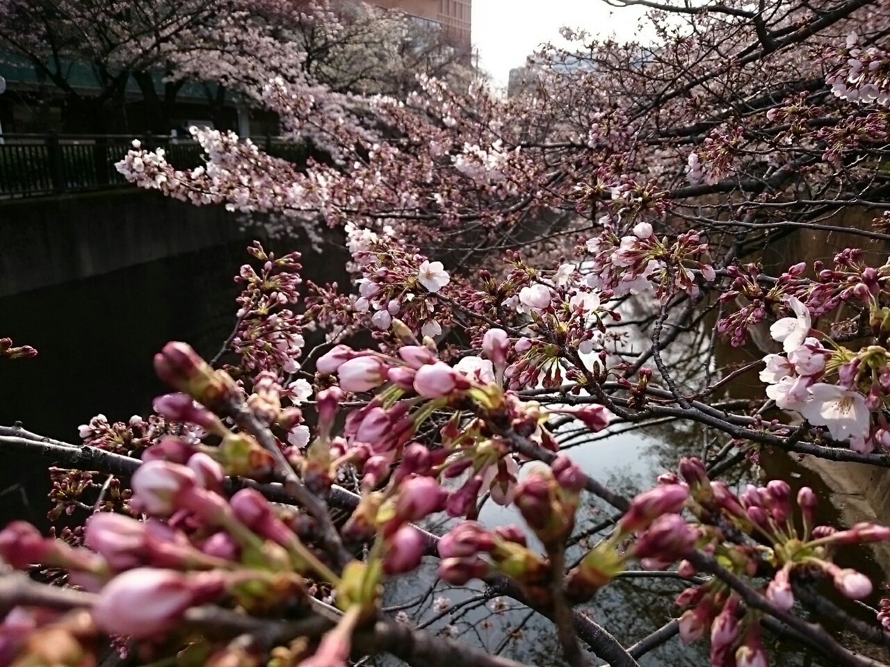 桜さく2017 : escapemonos