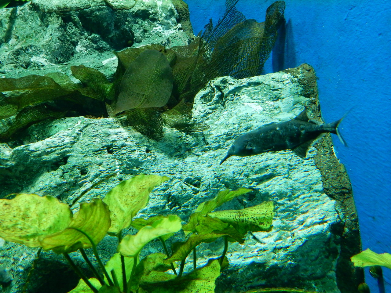 エレファントノーズフィッシュ Escapemonos