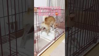 【動画】8歳柴犬、初めての桃尻カット🍑 Shiba Got His Legs Trimmed
