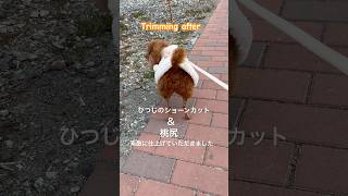 【動画】モモちゃんトリミング桃尻 #トリミング #トイプードル #いやしわんこ#shortsfeed #shortslove #ytubelove #cutedog #toypoodle #dog