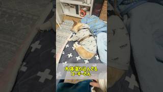 【動画】母の顔面に容赦なく桃尻を押し当てて潜り込むコーギーさん #コーギー #モーニング #朝活 #shorts