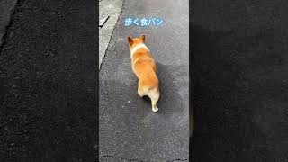 【動画】桃尻の歩く食パン