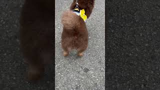 【動画】トリミング終わりのポメッラニアン！#犬#ポメラニアン#犬のいる暮らし#トリミング#桃尻#あたちポメラニアン#癒し#可愛い#ふわふわ#cute#dog#pomeranian#shortvideo