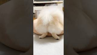 【動画】お尻を桃尻の形にカットされたポメラニアンの桃太郎。　#ポメラニアン #桃尻　#可愛い犬  #犬好き
